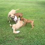 Dogs Playing at Exercise Time